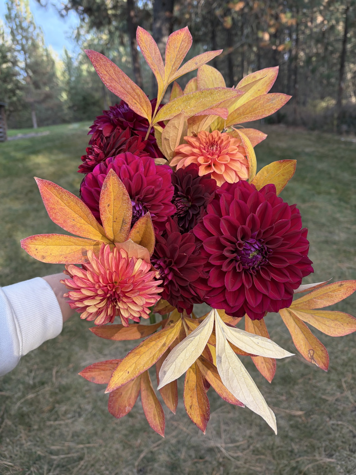 Hand holding a fall bouquet of burgundy dahlias with golden foliage