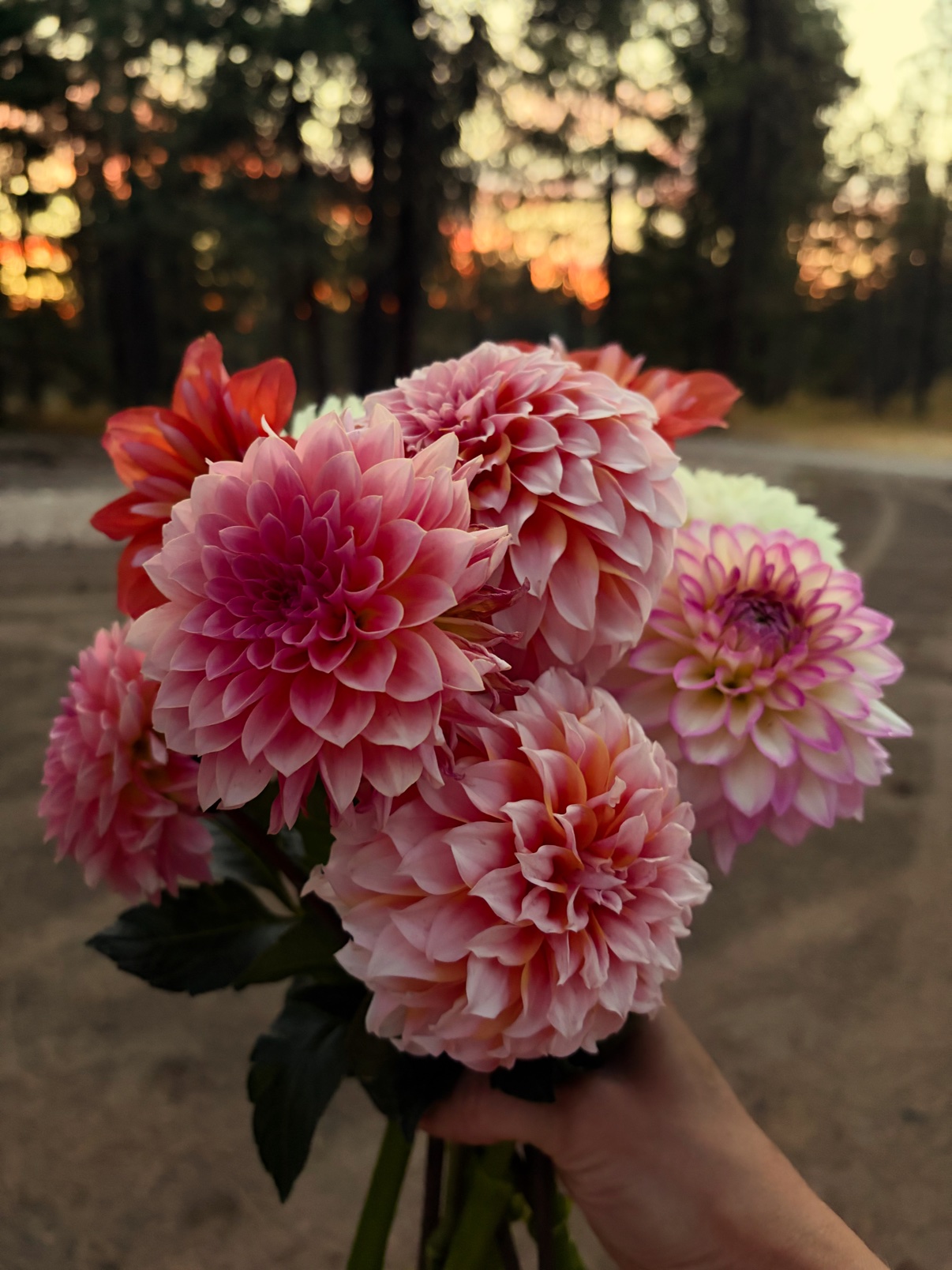 Hand holding pink dahlias at sunset